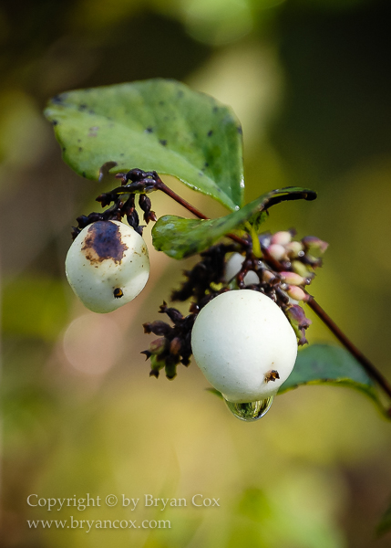 Image of Snowberry (Symphoricarpos)
