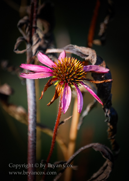 Image of Echinacea