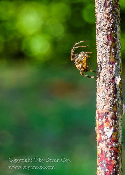 Image of Cross Orb Weaver (Araneus diadematus)