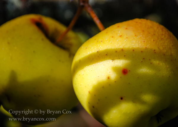 Image of Apples