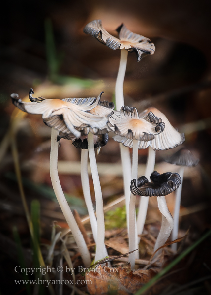 Image of Fungi & Lichen