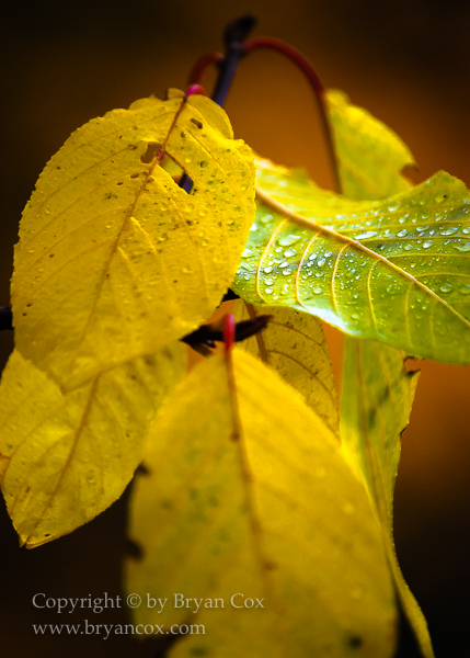 Image of Cascara leaves in the fall
