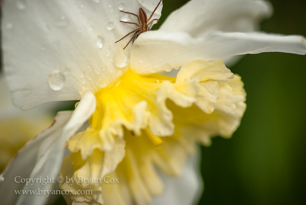 Image of Slender grass spider on daffodil