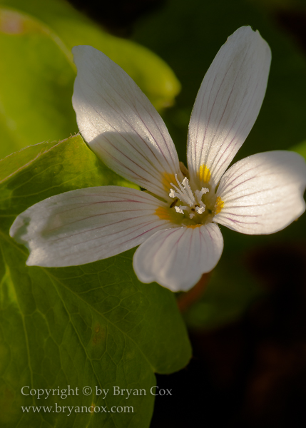 Image of Redwood sorrel (Oxalis oregano)
