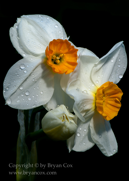 Image of Narcissus