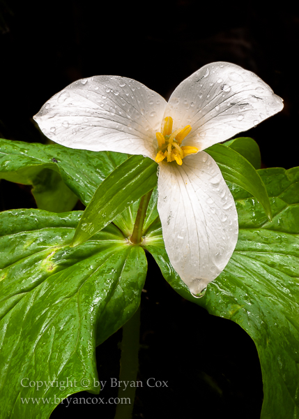 Image of Western Trillium (Trillium ovatum)