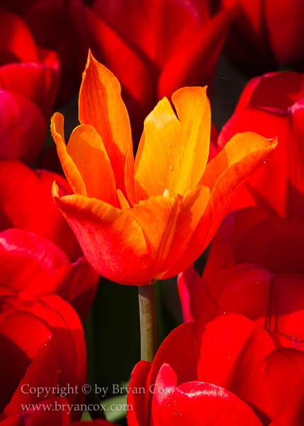 Image of Tulips