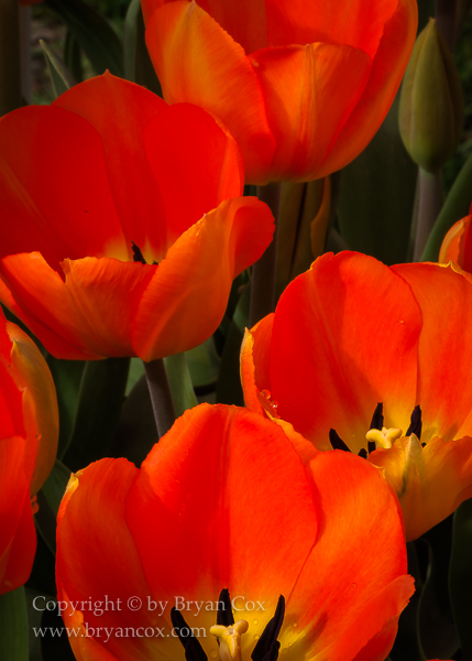 Image of Tulips