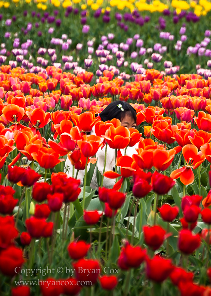 Image of Hiding in the tulips