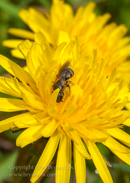 Image of Agapostemon sweat bee & dandelion blossom