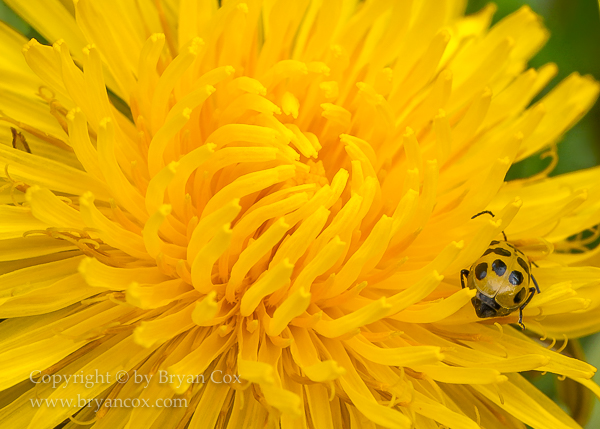 Image of Cucumber beetle & dandelion blossom