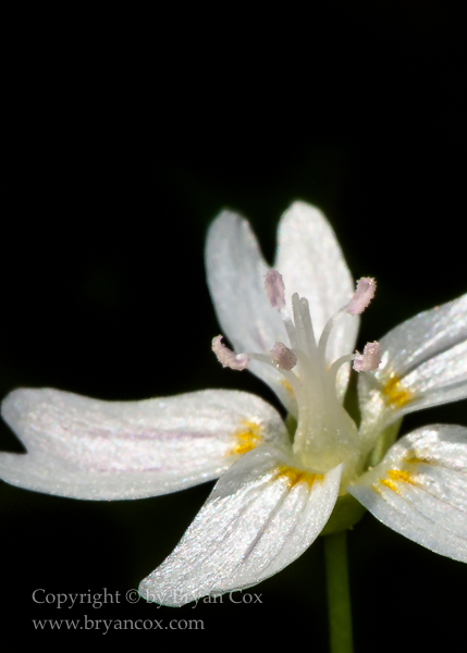 Image of Macros