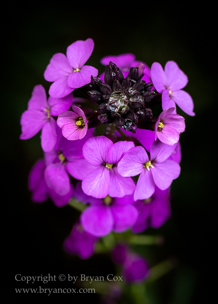 Image of Wallflower (Erysimum)