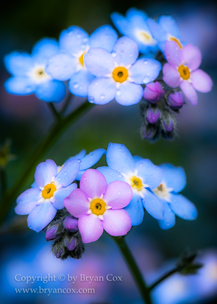Image of Forget-me-nots