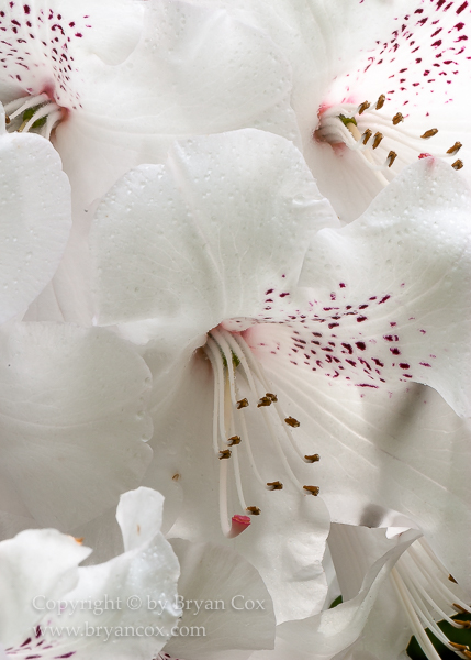 Image of Azaleas