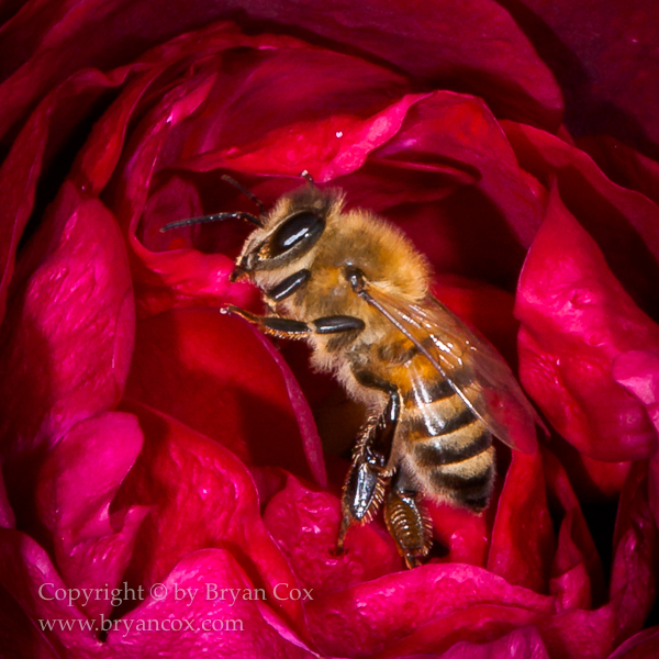 Image of Western honey bee (Apis mellifera)