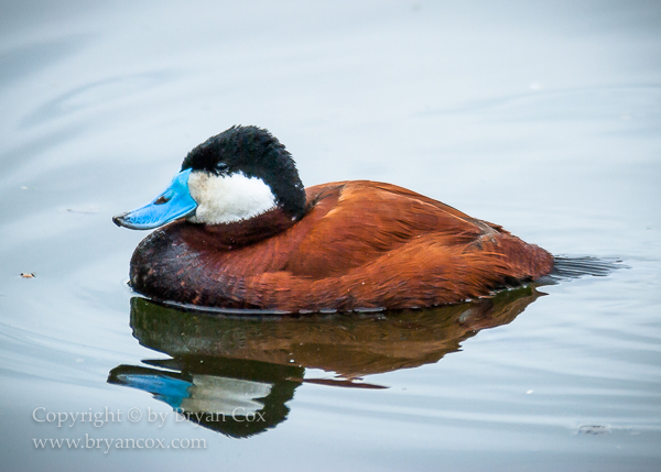 Image of Ruddy Duck