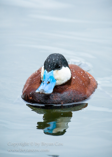 Image of Ducks, Geese, & Waterfowl