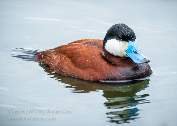 Image of Ruddy Duck