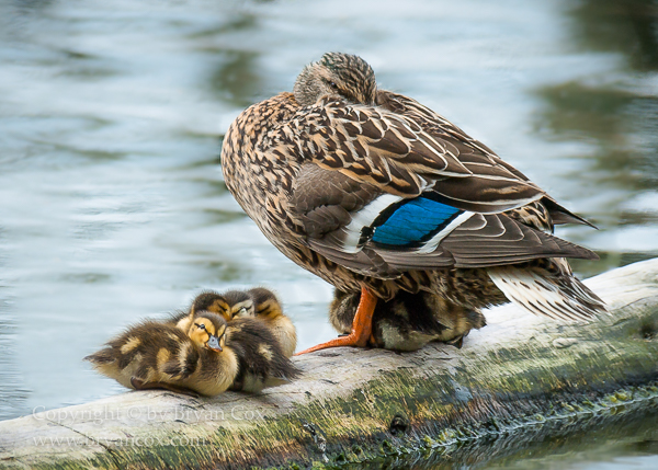 Image of Mallard & Ducklings