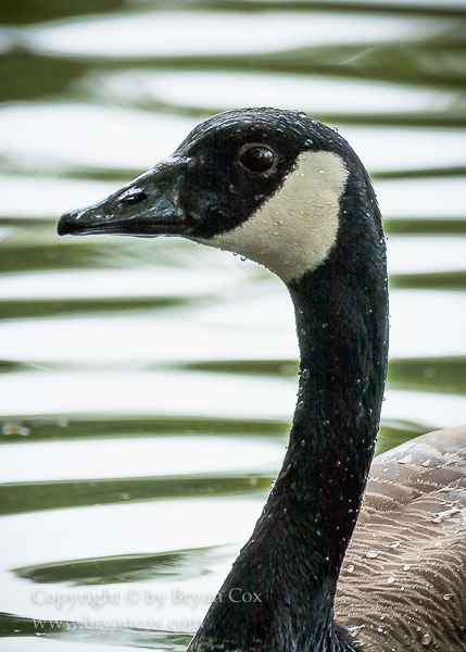 Image of Canada Goose