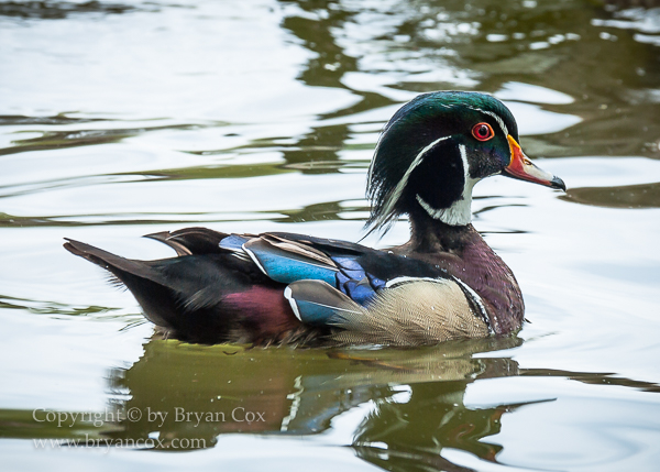 Image of Wood Duck