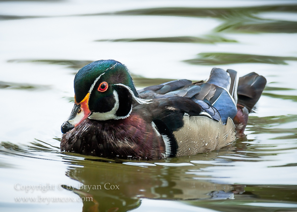 Image of Wood Duck