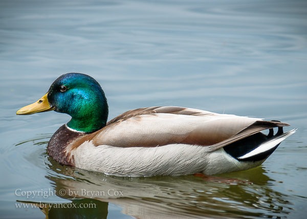Image of Mallard