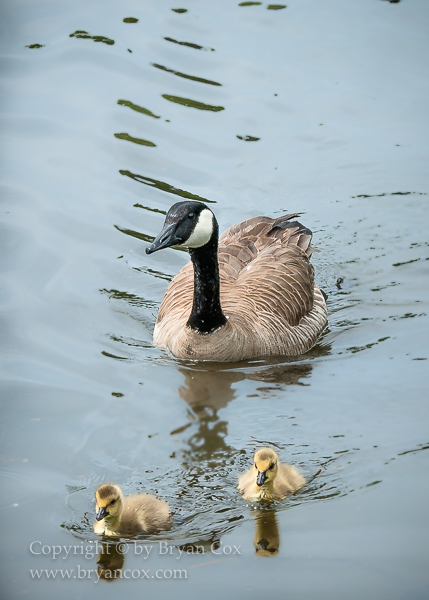 Image of Canada Goose & Goslings