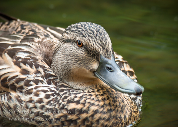 Image of Mallard