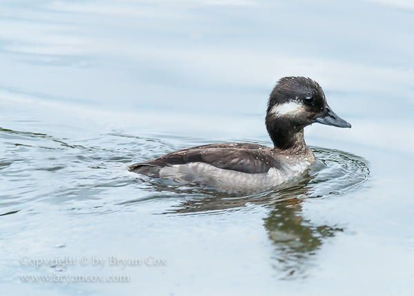 Image of Immature Bufflehead