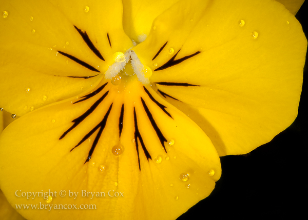 Image of Pansy