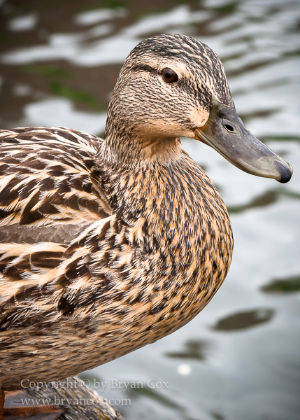 Image of Mallard