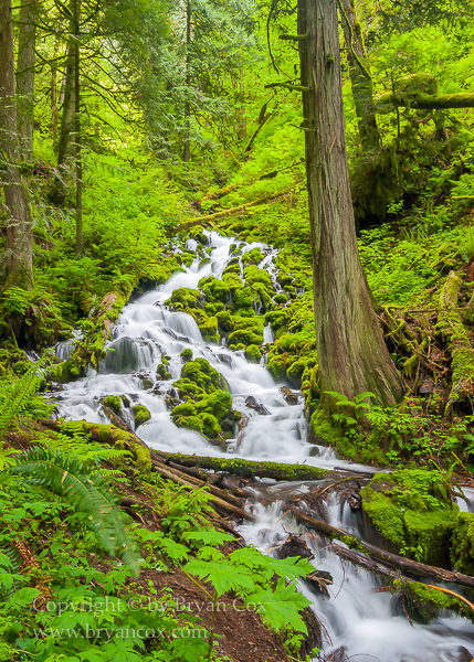Image of Stream above Latourell Falls