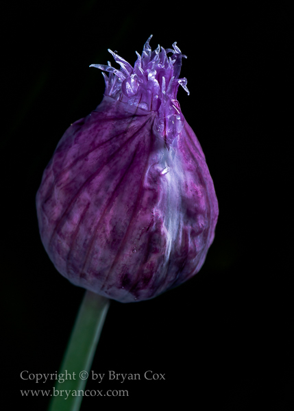 Image of Scallion seed head