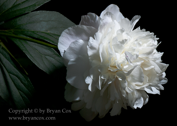 Image of Peony