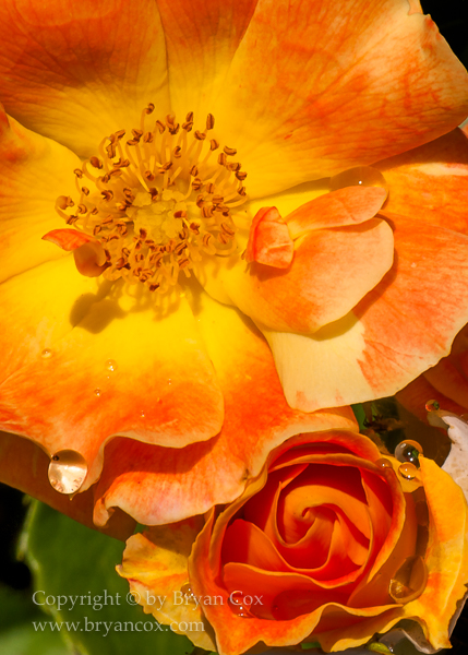 Image of 