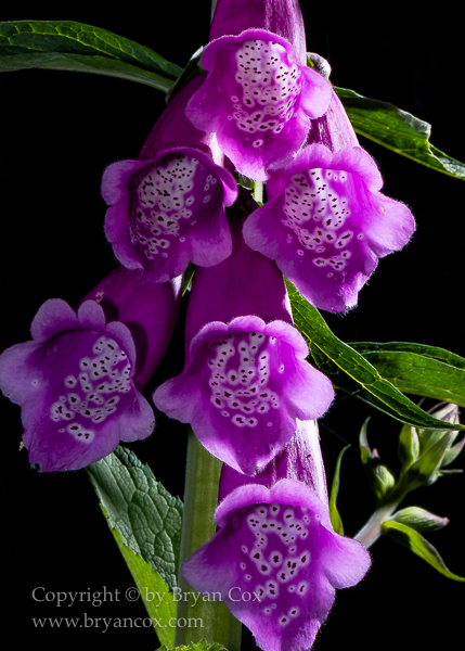 Image of Foxglove (Digitalis purpurea)