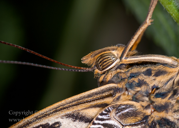 Image of Owl butterfly (Caligo eurilochus)