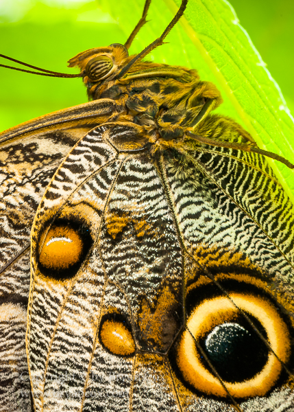Image of Insects, Arachnids, & Myriapods