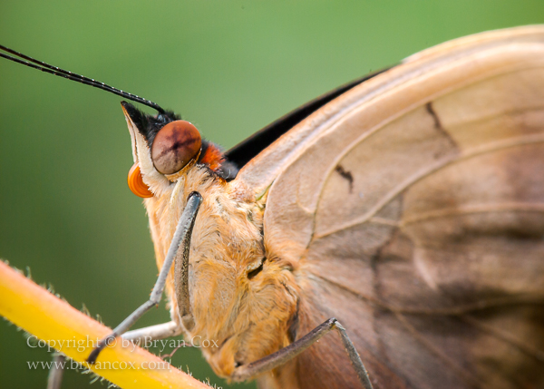 Image of Grecian shoemaker butterfly (Catonephele numilia)