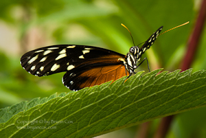 Photograph of a golden helicon butterfly