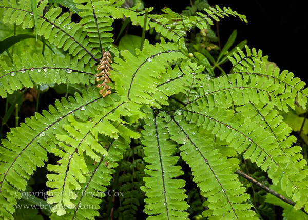 Image of Maidenhair fern