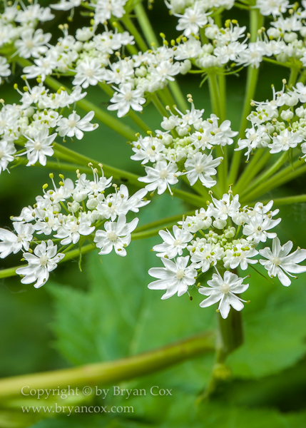 Image of Cow parsnip (Heracleum maximum)