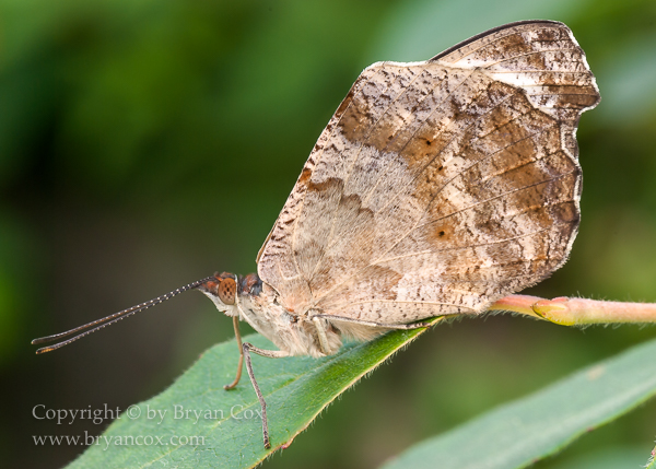 Image of Grecian shoemaker butterfly (Catonephele numilia)