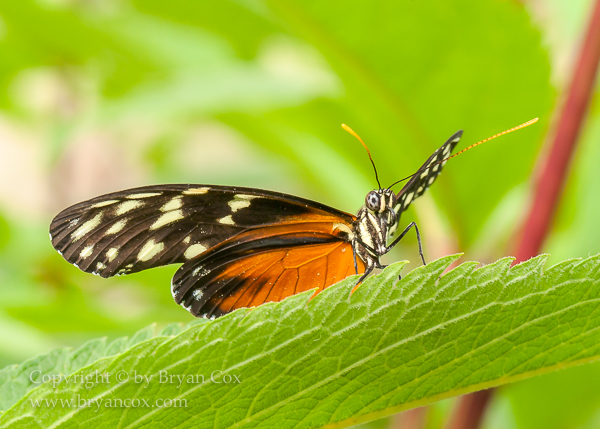 Image of Golden helicon butterfly (Heliconius hecale)
