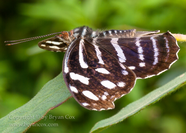 Image of Royal Blue butterfly (Myscelea cyaniris)