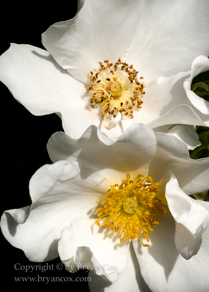 Image of 