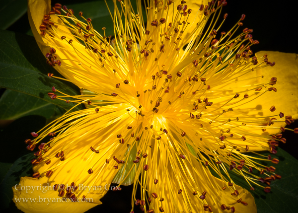 Image of St. John's Wort (Hypericum)