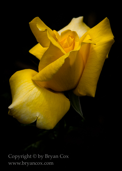 Image of 